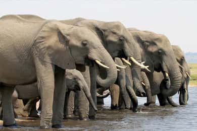 From Victoria Falls: Chobe National Park Day Trip