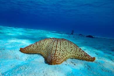 Depuis Cozumel : Excursion en bateau sur les 3 récifs avec boissons et plongée en apnée
