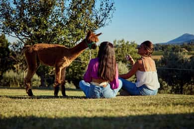 Alpaca Trek in Valdichiana Senese