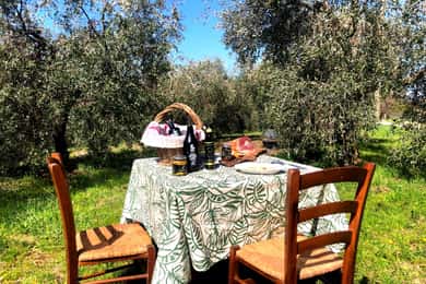 Maremma: Oil tasting with picnic among the olive trees