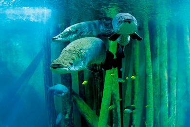 Zaragoza : Ticket für das Aquarium