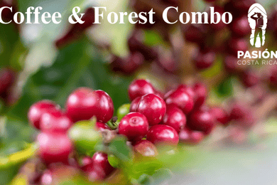 Monteverde: Kaffe, choklad och molnskogstur