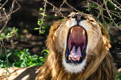 Zanzibárról:3 napos világhírű szerengeti szafari és repülőút