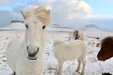 Desde Reikiavik: Tour de día completo por el Círculo Dorado y a caballo