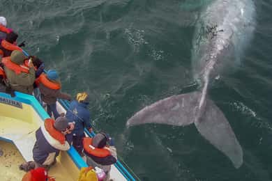 Puerto Madryn : Península Valdes avec observation des baleines en option