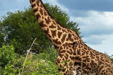 2 nap 1 éjszaka Nyerere Nemzeti Park Zanzibárból repülővel