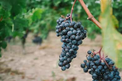 Desde Dijon: Excursión por los Pueblos de Borgoña y Cata de Vinos