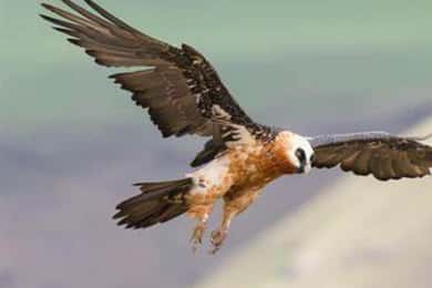 Birding Watching tours to the Simien Mountains and Lake Tana