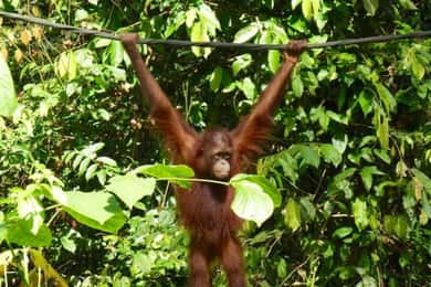 Sepilok OrangUtan, Sun Bear & Labuk Bay heldag (PVT)