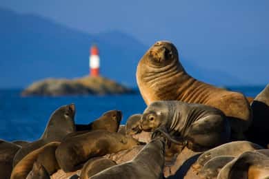 Ushuaia: Tour dell'Isola di Lobos con il Trekking del Canale di Beagle