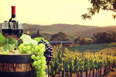 Paphos: Private Wine Tour with Tastings and Winery Visits