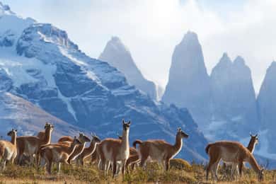 Journée complète dans le parc national Torres del Paine depuis El Calafate
