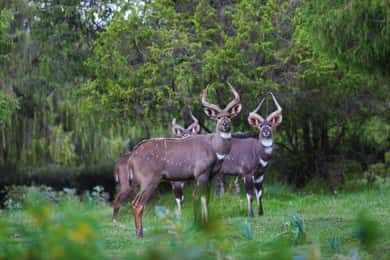 Ethiopia: Bale Mountains National Park 3-Day Tour