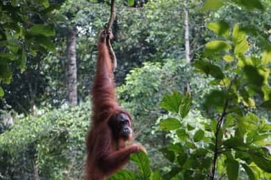 Bukit Lawang: 3-daagse geweldige jungletrek met hostel