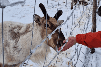 Von Seyðisfjörður aus: Stuðlagil-Schlucht und Rentierpark Tour