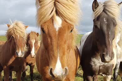 Islandia: excursión a caballo por el paisaje volcánico
