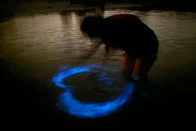 Orlando: Magic After Dark Bioluminescence Kayak Tour