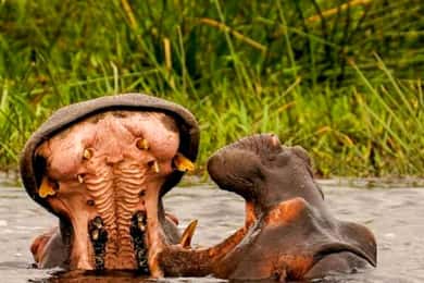 Schotia Safaris: Best Wildlife Encounters in Port Elizabeth