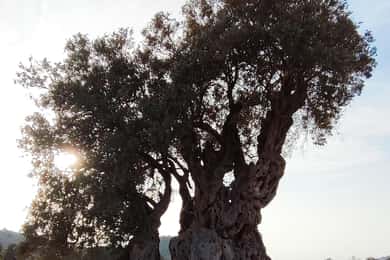 Aegina: Ancient Olive Grove (Eleonas) & Perdika Village Tour