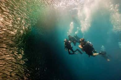 Cebu: mergulho em Moalboal, corrida das sardinhas e mergulho com snorkel no Pescador