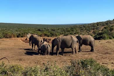 Port Elizabeth: Schotia Open Safari Vehicle Game Drive