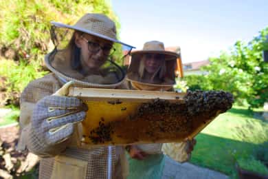 From Ljubljana: All About Bees