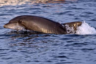 Pula: Brijuni-delfinsafari med middag och solnedgång