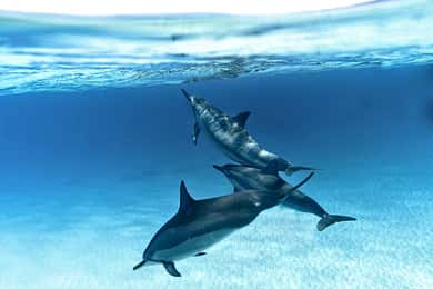 Занзибар: плуване с делфини и гмуркане с шнорхел сред коралите – с уважение