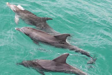A partir de Sydney: Excursão a Jervis Bay com praia, coalas e cangurus