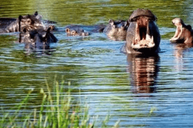 Savuti - Khwai - Moremi (Mobile Safari) 7 Days