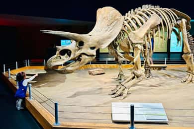 Excursão turística particular de 1 dia a Drumheller
