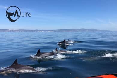Arrábida - Sesimbra : Observation des dauphins