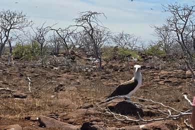Ilha Seymour Norte: Excursão de dia inteiro em Galápagos