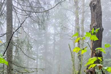 North Vancouver: Guided Forest Therapy & Forest Bathing Walk