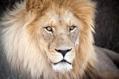 Cape Town: Aquila Private Game Reserve Safari with Lunch
