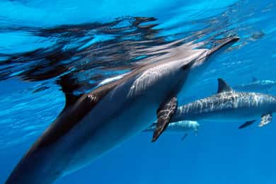 Tahiti island: 4 hours Snorkeling Tour