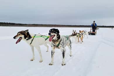 Kemi-Tornio: Husky-Schlittenfahrt mit Heißgetränk