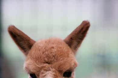 Seguin: Alpaca Experience and Adventure Tour
