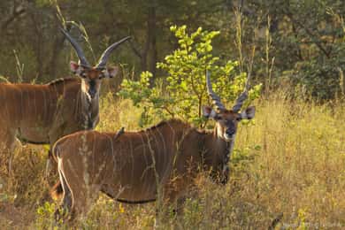 From Banjul: Fathala Wildlife 4x4 Safari Day trip