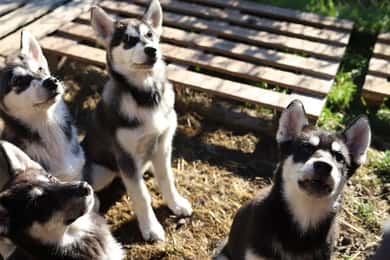 Kemi-Tornio: Husky Farm Visit with Hotel Pickup - summer