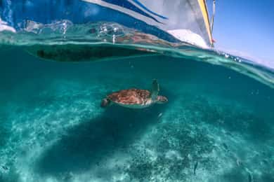 Playa del Carmen: zwemmen & snorkelen met schildpadden bij Akumal Beach