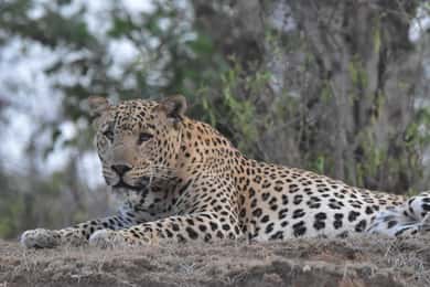 Private Guided Safari at Amagarh Leopard Reserve