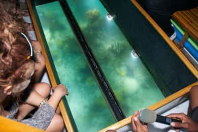 Bermuda: Twilight Triangle Glass-Bottom Boat Cruise