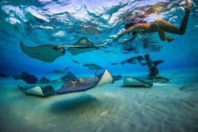 George Town: Stingray City and Cayman Reefs Snorkeling Tour
