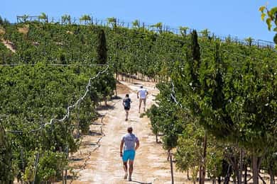 HERAKLION: Wine tasting at Douloufakis Vineyards ARISMARI