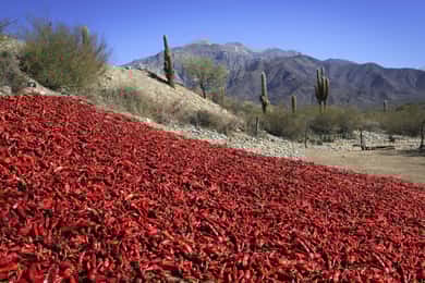 Da Salta: Cafayate, Cachi e Salinas Grandes in 3 giorni