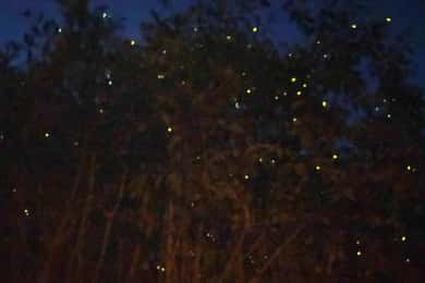 Kuala Lumpur: Kuala Selangor Fireflies and Blue Tears Tour