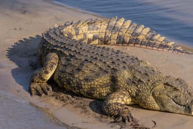 iSimangaliso Boat Safari ½ Day Tour From Richards Bay