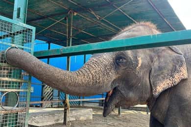 Desde Agra Visita al Viaje de Conservación de Elefantes de Wildlife SOS