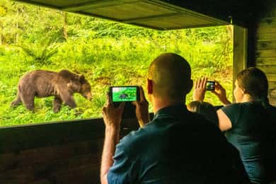 Brașov: 4-Hour Bear Watching Tour in Carpathian Mountains